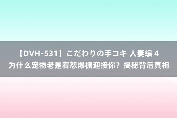 【DVH-531】こだわりの手コキ 人妻編 4 为什么宠物老是宥恕爆棚迎接你？揭秘背后真相